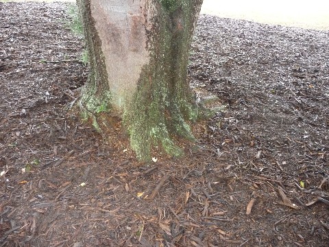 Compost n Mulch 033 Medium Web view.jpg